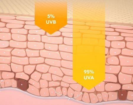 schematinis pavaizdavimas UVA ir UVB spindulių