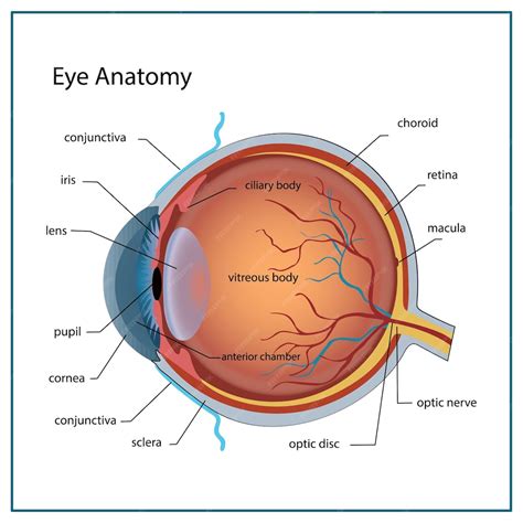 schema of eye anatomy