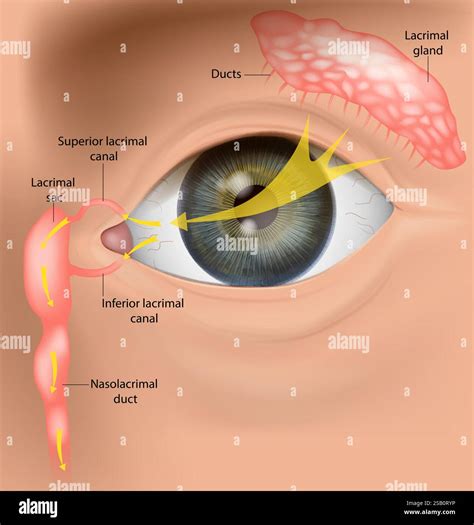 map of tear ducts and lacrimal system