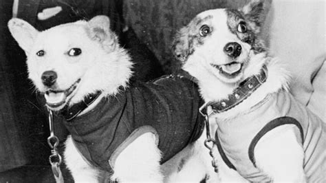šunys Belka ir Strelka