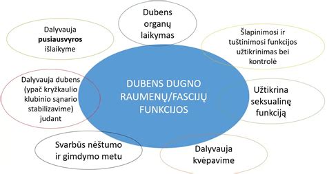 Schema, iliustruojanti dubens dugno raumenų anatomiją