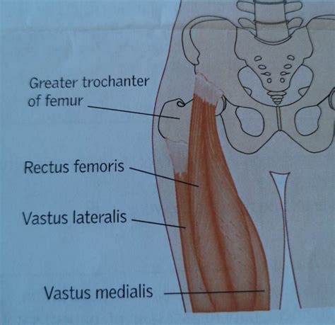 Keturgalvio šlaunies raumens tempimas