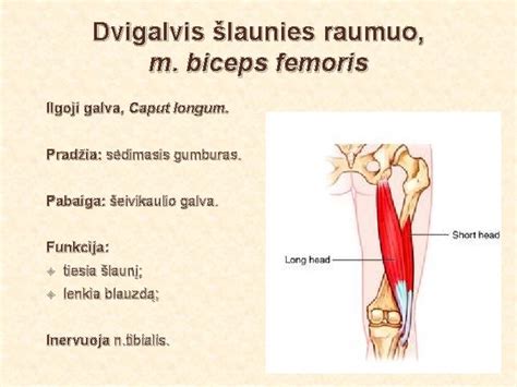 Užpakalinio dvigalvio šlaunies raumens tempimas