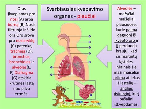 Kūdikių kvėpavimo sistema