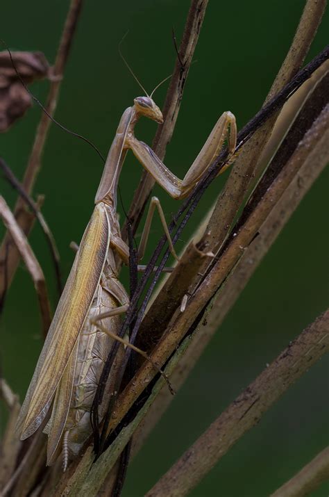 Varlė medžiojanti vabzdį liežuviu