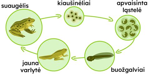 Buožgalviai tvenkinyje
