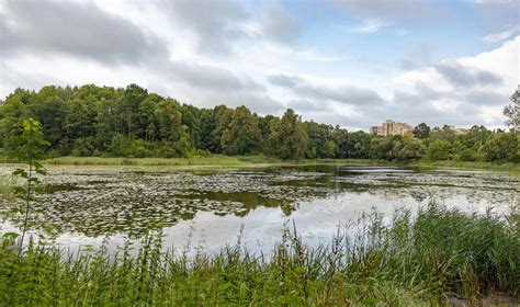 Sodo tvenkinys su augmenija ir varlėmis