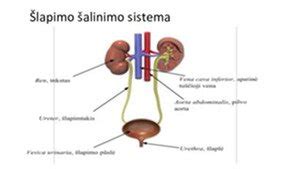 Schema, kaip veikia šlapimo sistema