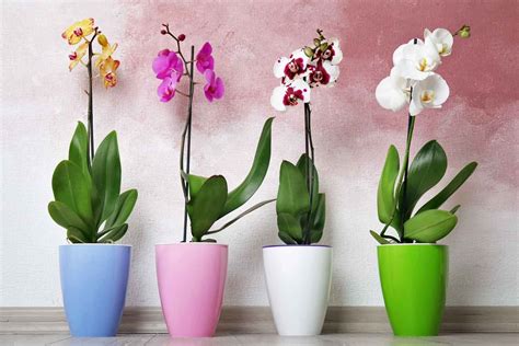Orchidėja su šaknimis