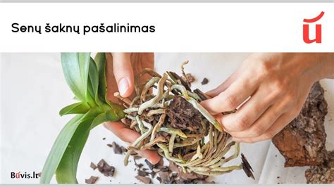 Orchidėjos persodinimo procesas