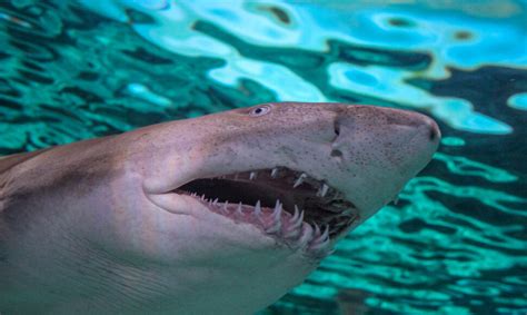 naujagimis sveriantis kelis kilogramus