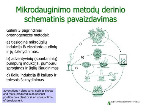 schematinis pavaizdavimas edukacinių galimybių