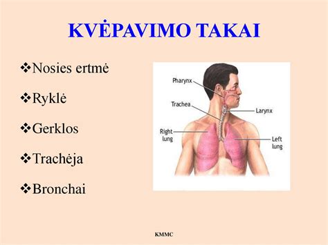 Vaiko anatomija ir kvėpavimo takai