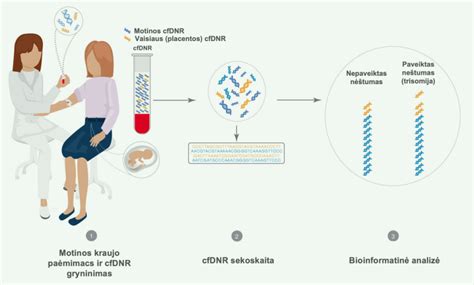 Vaizdinė informacija apie NIPT tyrimą
