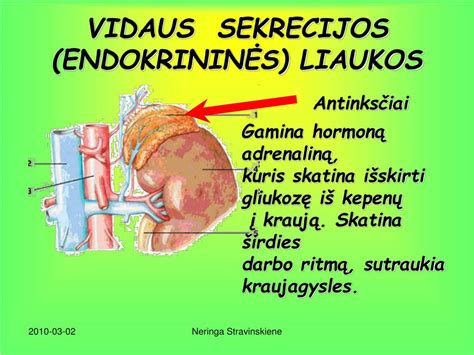 Schematinis žmogaus prakaito liaukų išsidėstymas