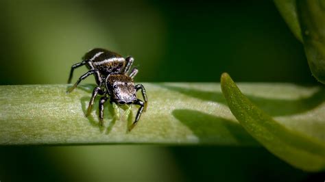 Mažas voras ant voratinklio ryte