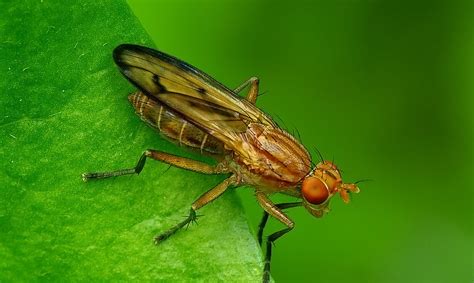 Ilustracija: musė siuva voro drabužį