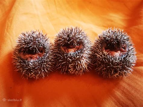 Afrikinis nykštukinis ežys