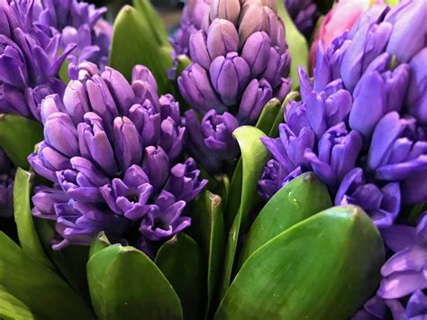 Pavasarinės gėlės gimtadienio atvirukui