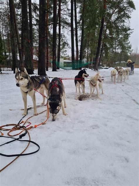 važiavimas su haskiais