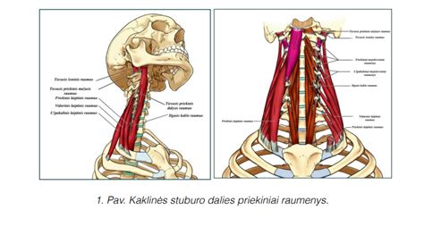 kūdikio kaklo raumenų schema