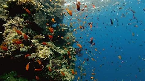 Paslaptingas povandeninis pasaulis