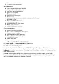 Schemos, kaip garsas keliauja iki vaisiaus