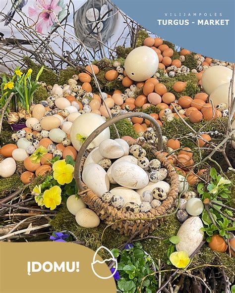 Įvairių paukščių kiaušinių palyginimas