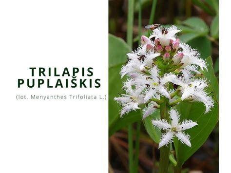 Trilapis gemalas ir neuruliacija
