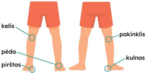 schematinis žmogaus kūno vaizdas su pažymėtomis limfmazgių vietomis