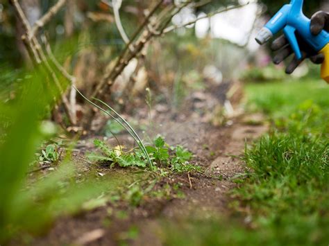 Piktžolių rūšys ir jų plitimas