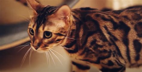 Bengalijos katė žaidžia su vandeniu