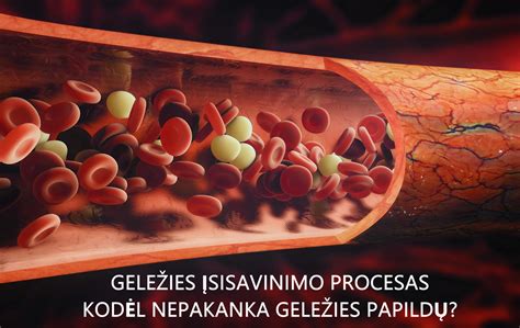 schematinis geležies apykaitos organizme vaizdas