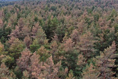 Lietuvos miškų peizažas su medžiais, krūmais ir žole