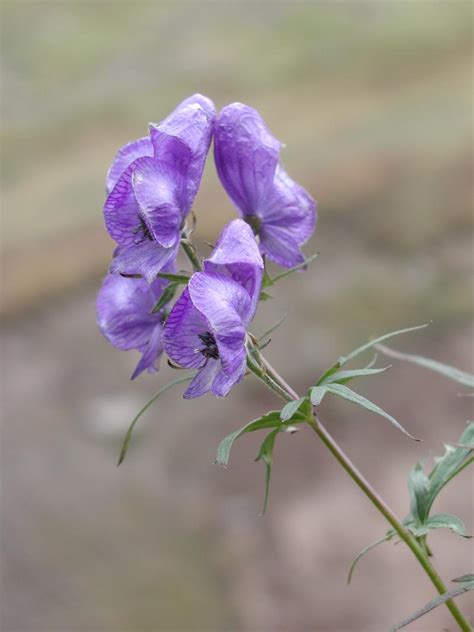 Aconitum augalo nuotrauka