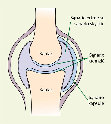 Sąnario sandara ir sinovinis skystis
