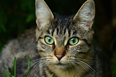Gyvūnas, pasimetęs gatvėje