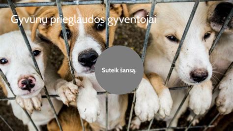 Gyvūnų prieglaudos gyventojai