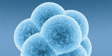 Embrionų šaldymo ir atšildymo procesas