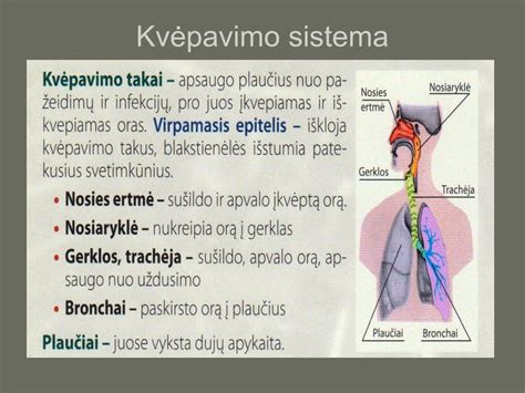 Vėžiagyvių kvėpavimo sistema