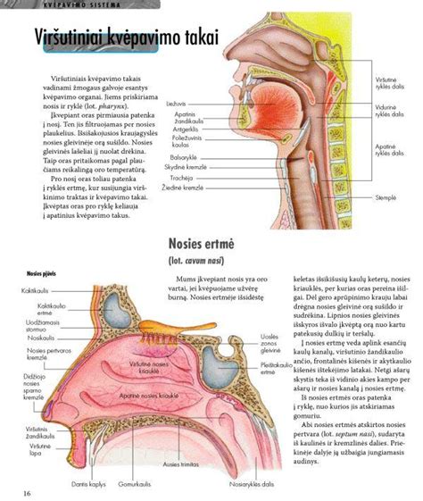 Inkstų anatomija ir funkcijos