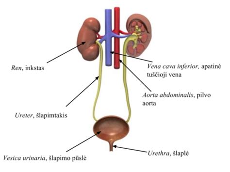 Schema, kaip veikia šlapimo pūslė ir jos kontrolė