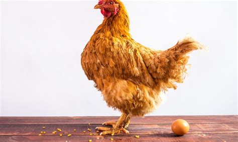 Palyginimas: vištos kiaušinis ir anties kiaušinis