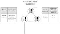 schematinis gametogenezės procesas