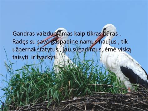 Gandras su grįžtančiais pavasario paukščiais