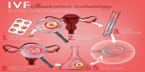 embriono augimas IVF