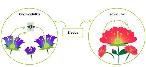 Trigerinių augalų žiedas