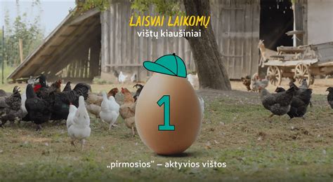 Vištos laikomos ant kraiko