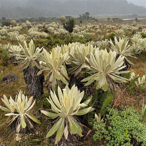 Globėjo paramos sistema