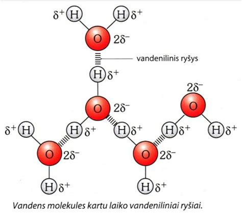 Hialurono rūgšties molekulė ir vandens molekulės